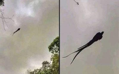 Captan en Mexico a majestuoso…Ver Más