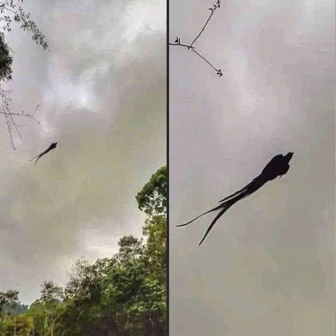 Captan en Mexico a majestuoso…Ver Más