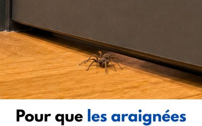Pour que les araignées n’entrent pas dans votre maison, une astuce très simple