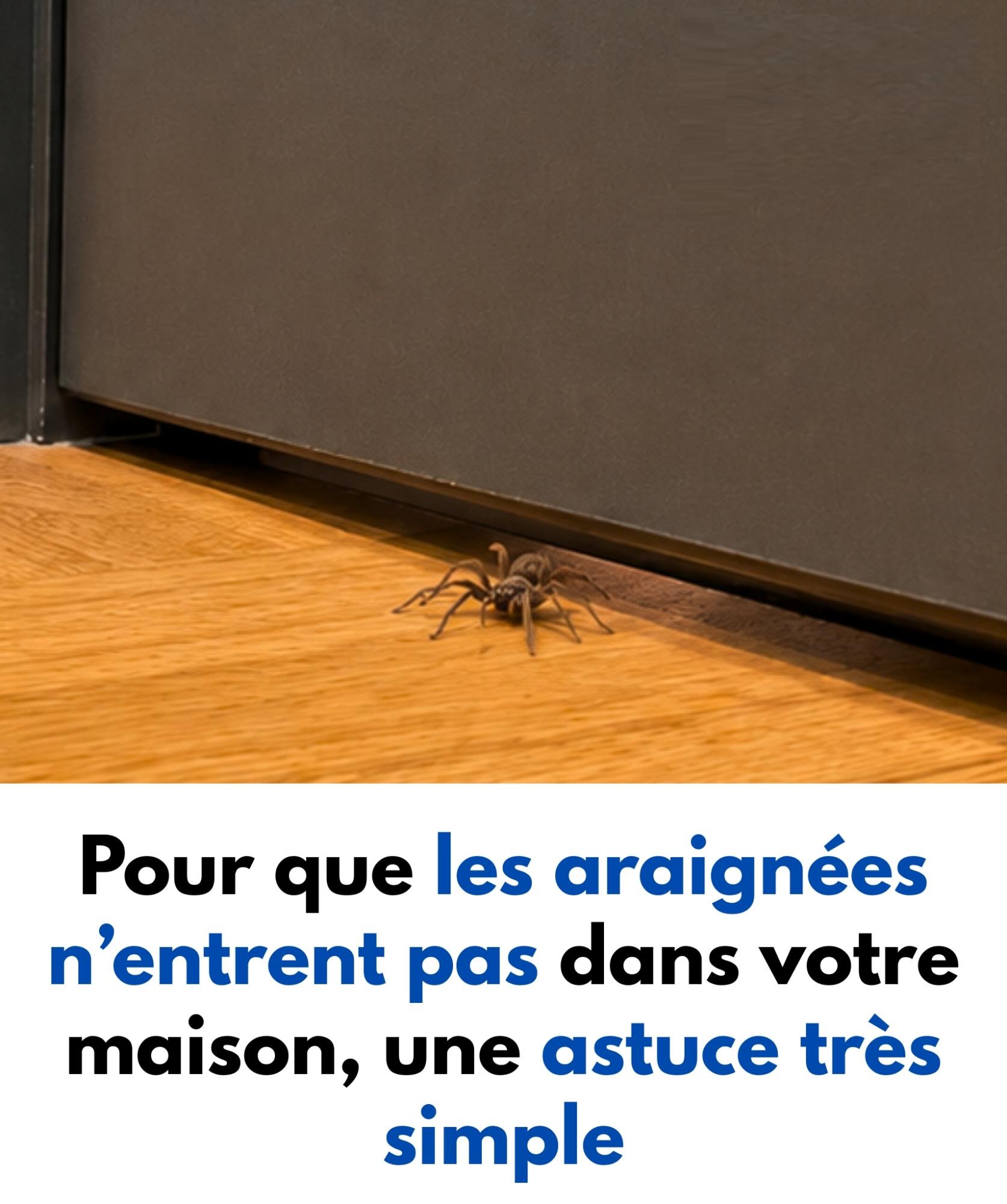 Pour que les araignées n’entrent pas dans votre maison, une astuce très simple