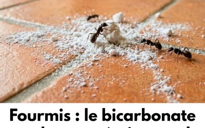 Fourmis : le bicarbonate seul ne sert à rien, seul ce mélange précis fonctionne vraiment