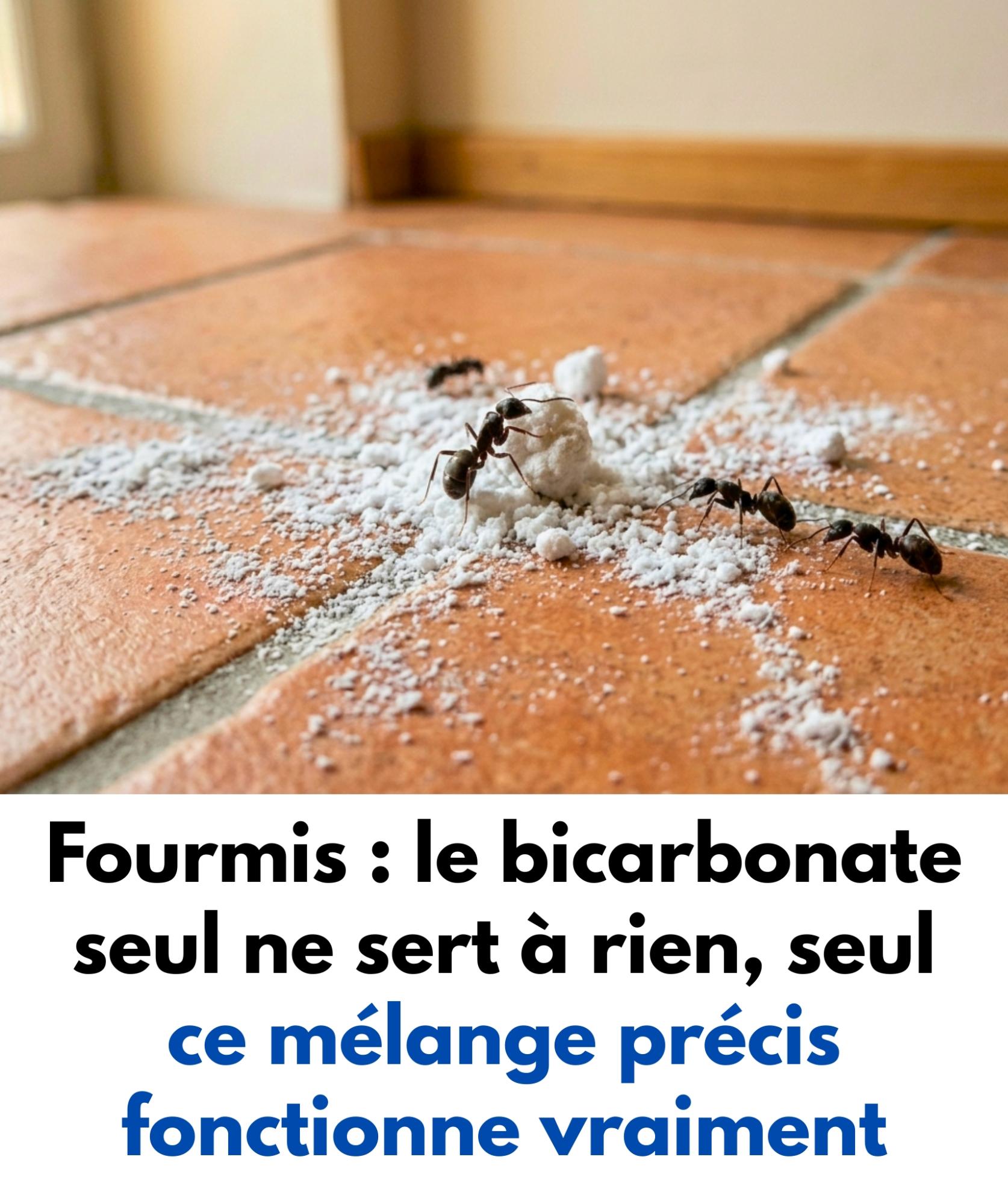 Fourmis : le bicarbonate seul ne sert à rien, seul ce mélange précis fonctionne vraiment