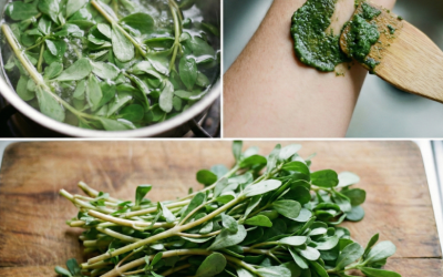 Le Pourpier, une adventice méconnue aux vertus insoupçonnées pour le potager et la cuisine