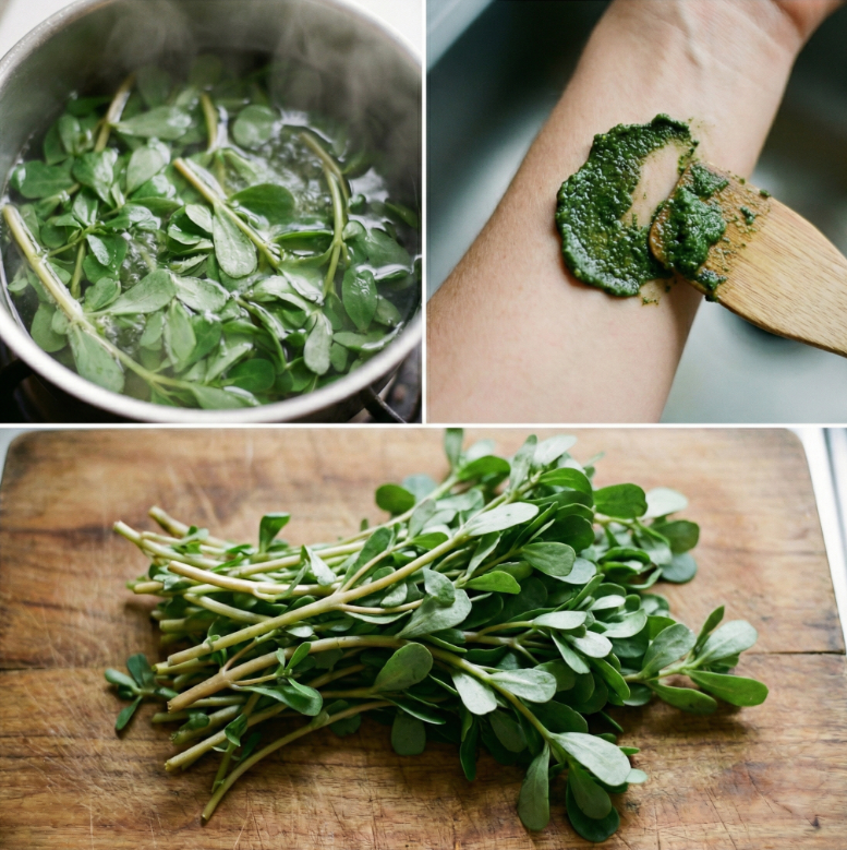 Le Pourpier, une adventice méconnue aux vertus insoupçonnées pour le potager et la cuisine