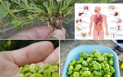 La mauve sylvestre : une plante sauvage aux vertus insoupçonnées