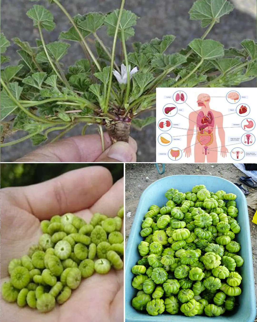 La mauve sylvestre : une plante sauvage aux vertus insoupçonnées