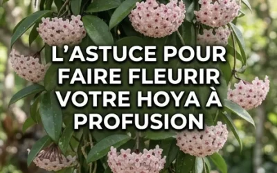 Comment faire fleurir une hoya (fleur de cire) pour obtenir des centaines de fleurs