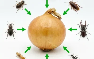 Comment utiliser les oignons à la maison : des idées naturelles pour éloigner les nuisibles