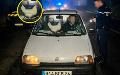 Ivresse au volant : il conduit sans permis avec un poulet vivant comme copilote