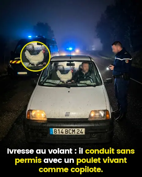 Ivresse au volant : il conduit sans permis avec un poulet vivant comme copilote