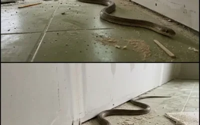 Quand un serpent entre chez vous : que signifie réellement cela et que faire ?