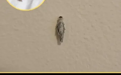 Si vous avez ces insectes sur les murs de votre maison, il est préférable de…
