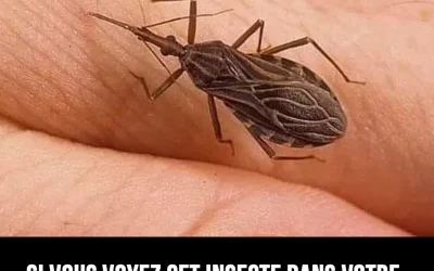 Méfiez-vous de cette créature insidieuse chez vous