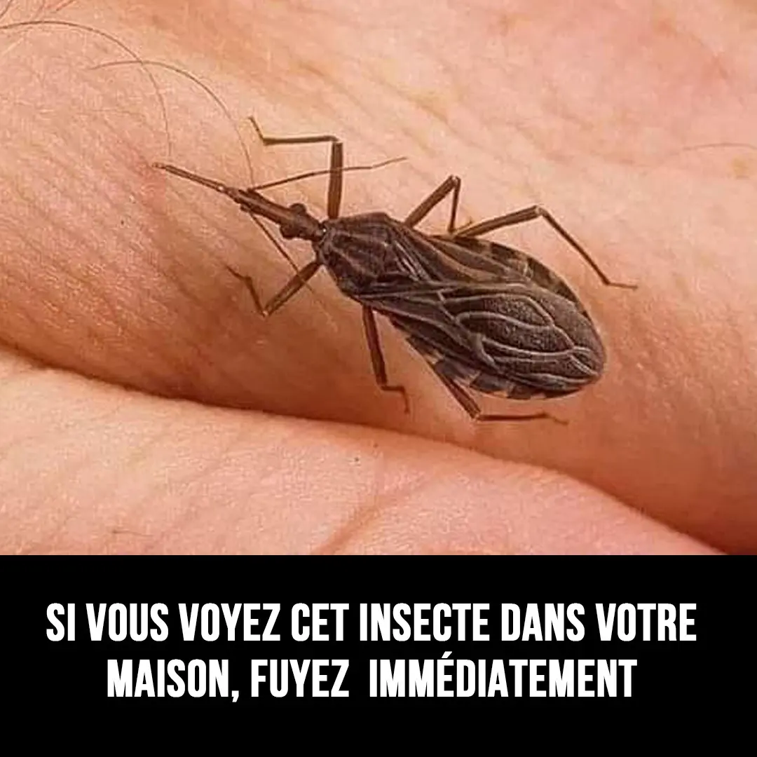 Méfiez-vous de cette créature insidieuse chez vous