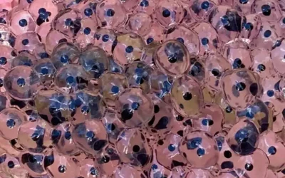 Un agriculteur découvre d’étranges œufs dans son champ : des experts donnent une explication surprenante
