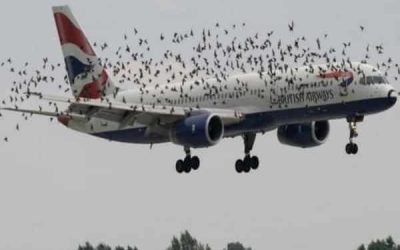 Collision en vol : un Boeing 787 frappé par un oiseau provoque une panique en cabine après un grave incident moteur