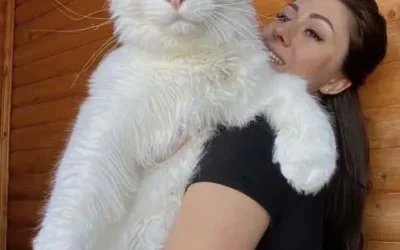 Un chat ordinaire devient un compagnon extraordinaire : l’incroyable transformation