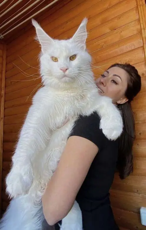 Un chat ordinaire devient un compagnon extraordinaire : l’incroyable transformation
