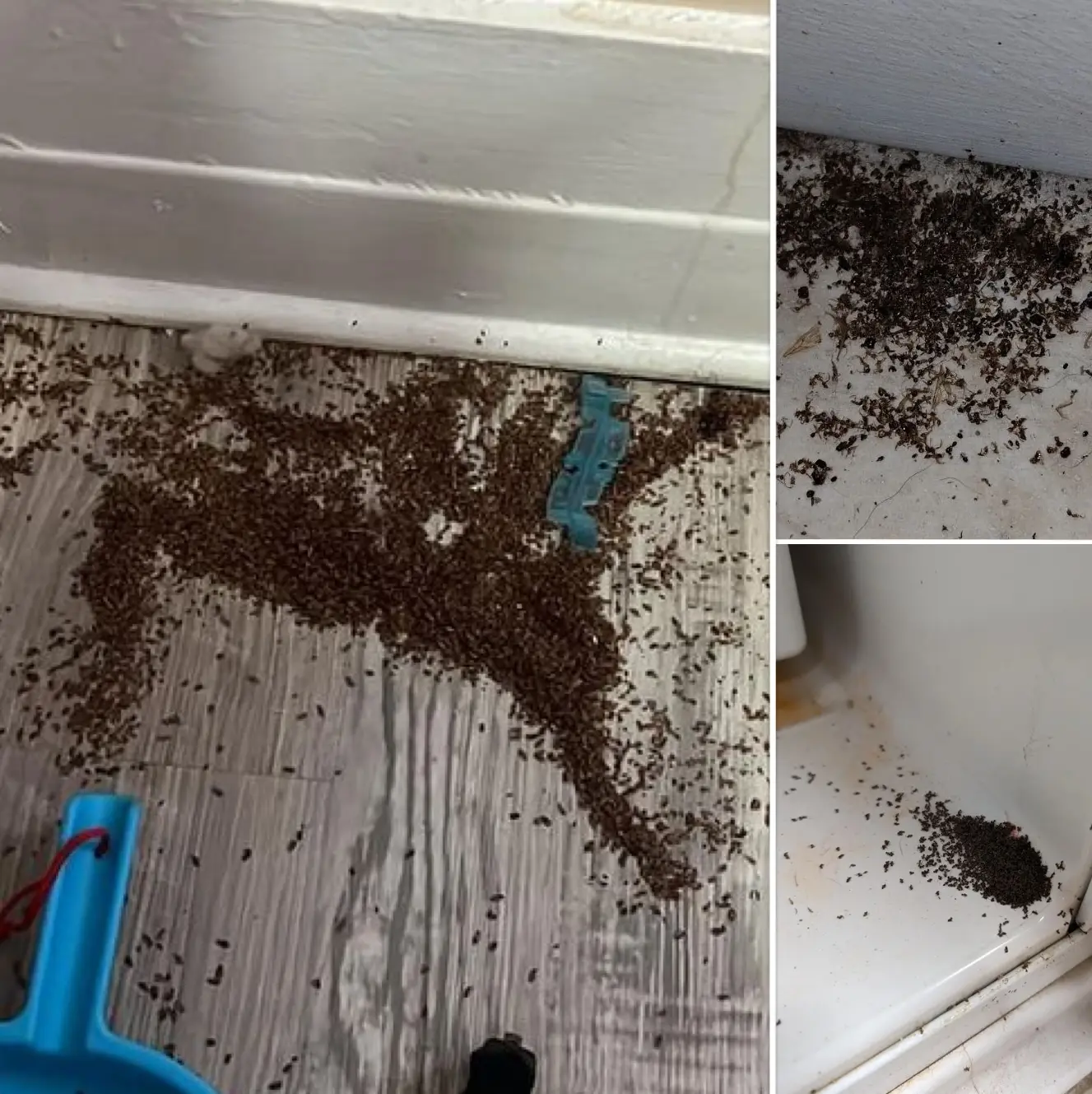 Kelli Tarin : une mère perplexe face à d’étranges résidus dans la chambre de sa fille