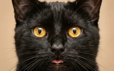Voici pourquoi un chat quitte la maison et ne revient pas : 7 raisons courantes
