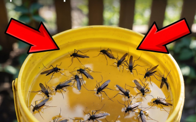 Construisez ce piège une fois pour toutes et vous n’aurez plus jamais à vous soucier des moustiques.