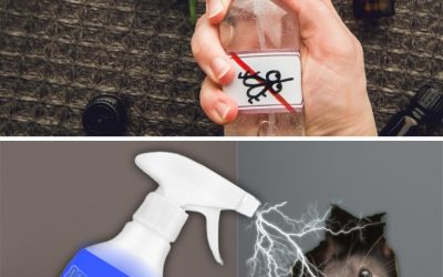 Comment se débarrasser facilement des rats et des moustiques