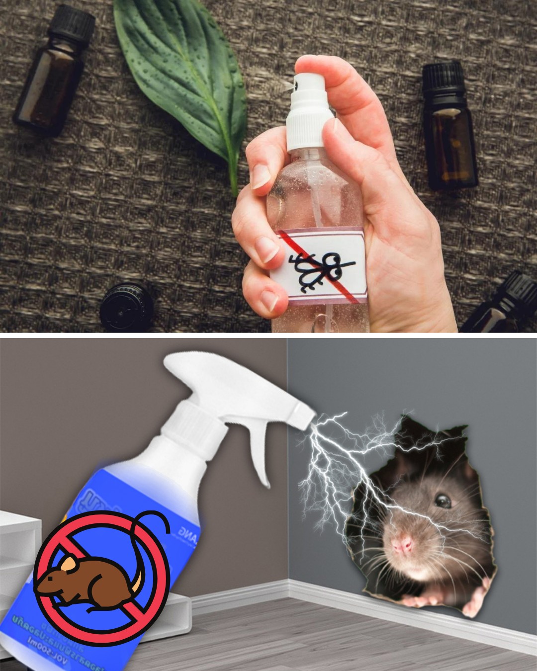 Comment se débarrasser facilement des rats et des moustiques