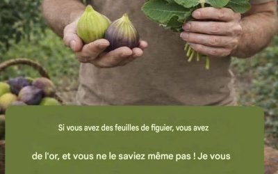 feuille de figuier