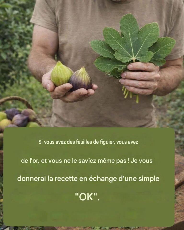 feuille de figuier
