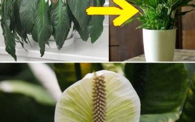 Déposer une cuillère à soupe sur n’importe quelle plante d’intérieur : à quoi s’attendre