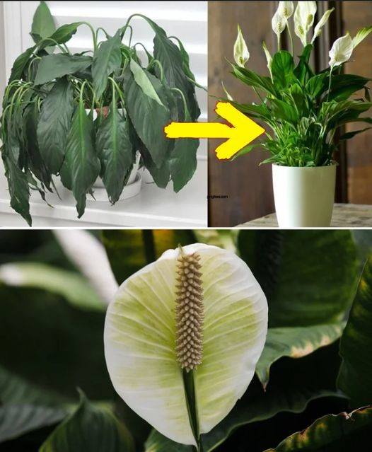 Déposer une cuillère à soupe sur n’importe quelle plante d’intérieur : à quoi s’attendre
