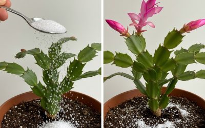 Éveil automnal : Redonner vie à vos plantes d’intérieur grâce à un petit secret