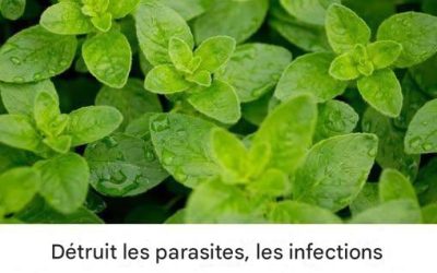 C’est l’une des plantes les plus puissantes au monde.
