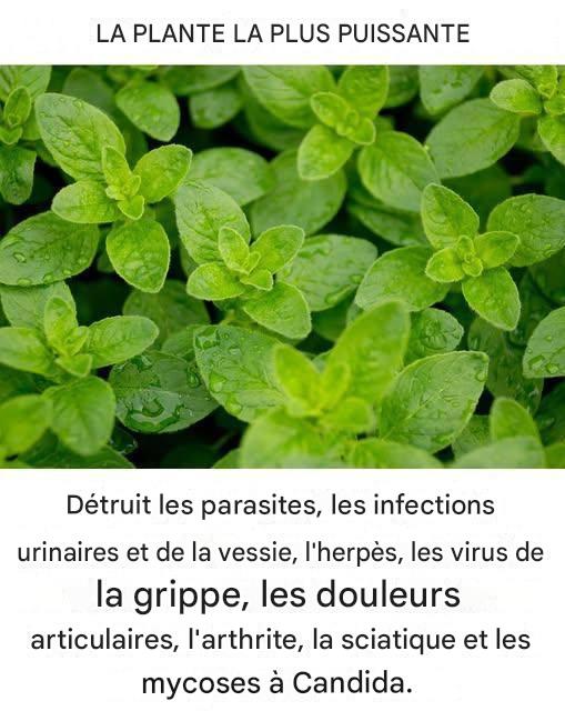 C’est l’une des plantes les plus puissantes au monde.