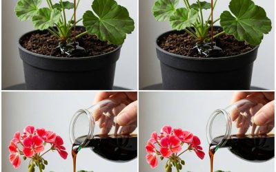 En suivant ces conseils, vos géraniums pourront fleurir presque continuellement pendant plus d’un an.