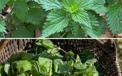 Tout le monde arrache cette plante, la prenant pour une mauvaise herbe : voici tous ses bienfaits.