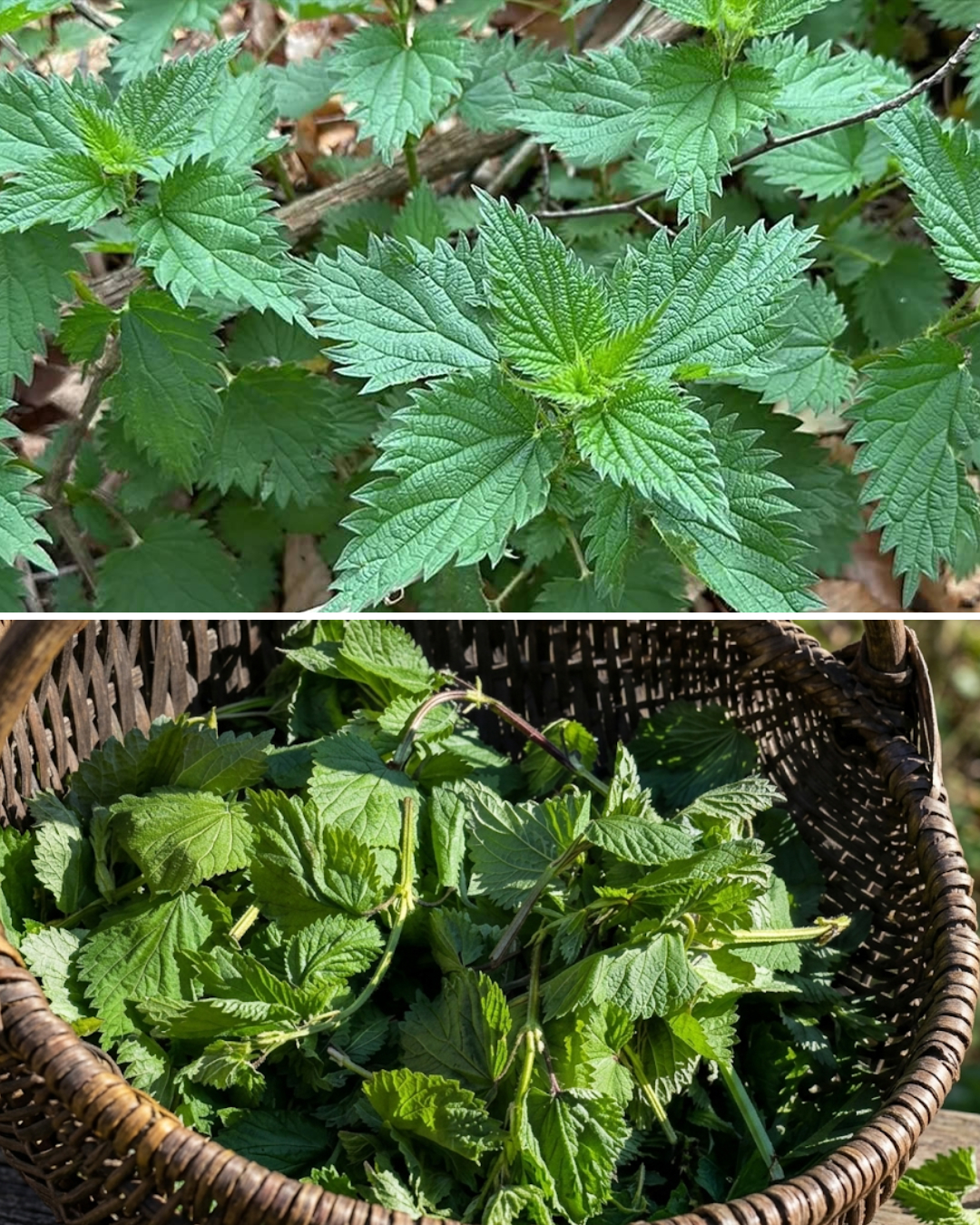 Tout le monde arrache cette plante, la prenant pour une mauvaise herbe : voici tous ses bienfaits.