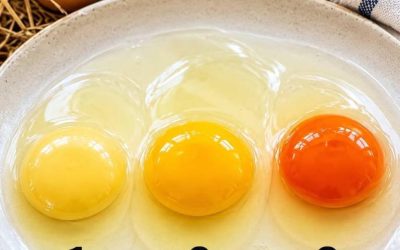 Le secret caché dans un jaune d’œuf en or