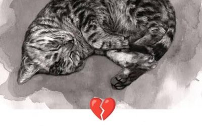 11 signes que votre chat est en train de mourir