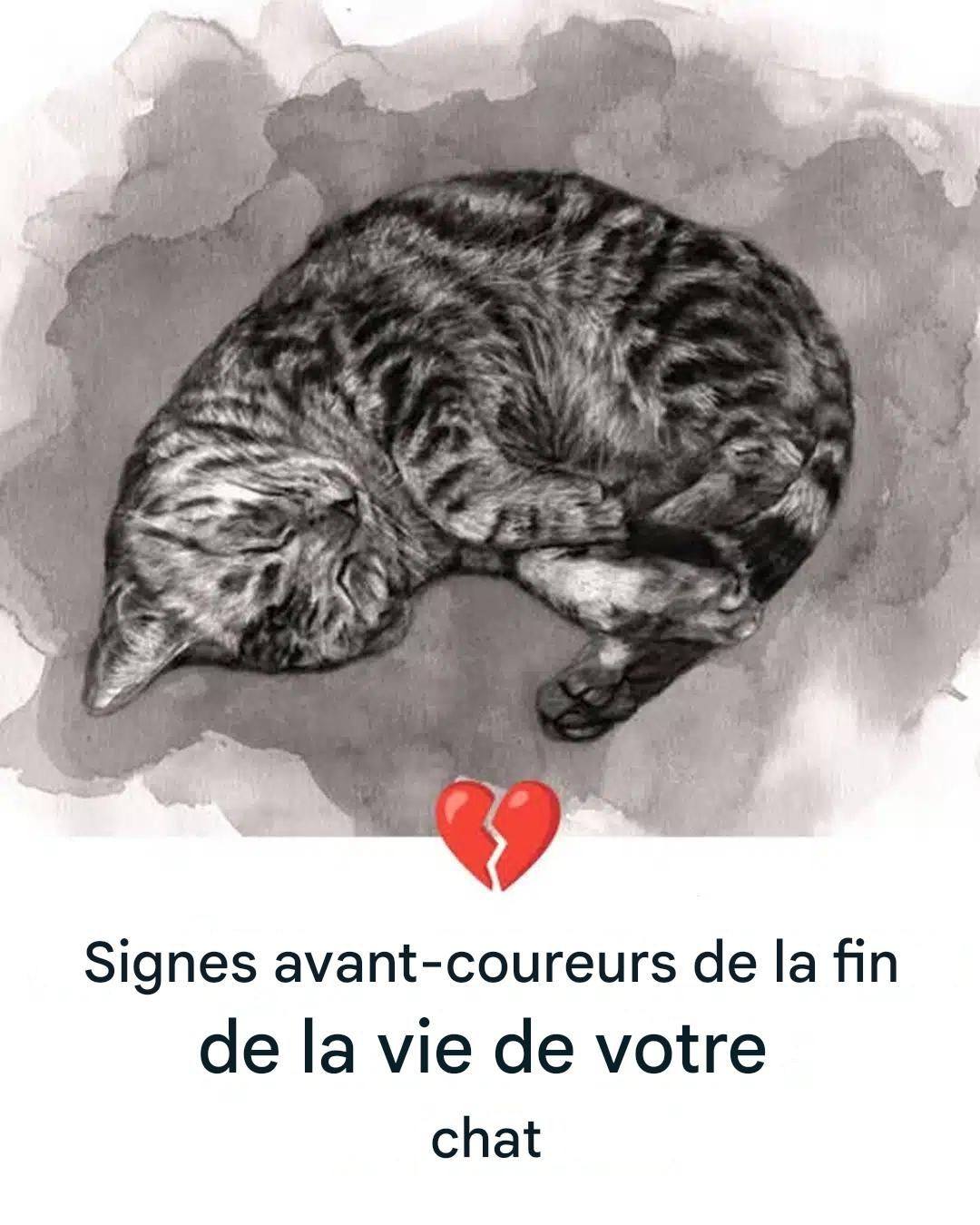 11 signes que votre chat est en train de mourir