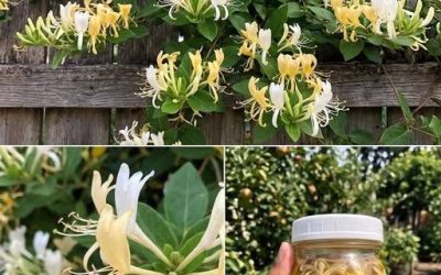 Main de la Vierge Marie – La fleur parfumée aux vertus curatives : découvrez comment l’utiliser et quels maux elle peut soulager…