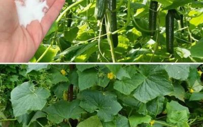 Le bicarbonate de soude, l’allié secret du concombre dans votre jardin : quand et comment l’utiliser…