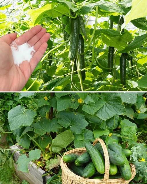 Le bicarbonate de soude, l’allié secret du concombre dans votre jardin : quand et comment l’utiliser…