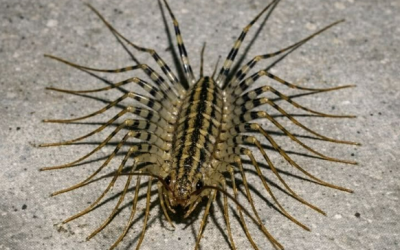Je viens de voir une créature terrifiante avec beaucoup trop de pattes qui filait à toute vitesse sur le sol de mon sous-sol. On dirait un animal préhistorique avec d’énormes antennes. Est-ce que cette chose est dangereuse ?