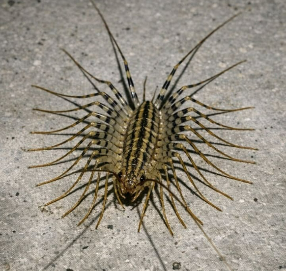 Je viens de voir une créature terrifiante avec beaucoup trop de pattes qui filait à toute vitesse sur le sol de mon sous-sol. On dirait un animal préhistorique avec d’énormes antennes. Est-ce que cette chose est dangereuse ?