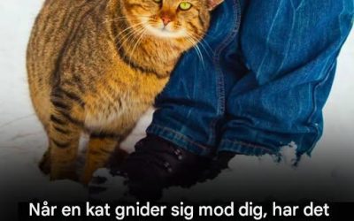 Hvad det betyder, når en kat gnider sig op ad dig