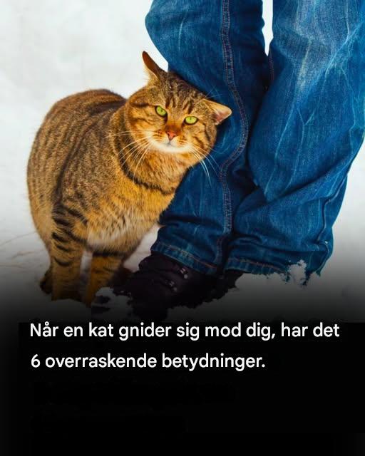 Hvad det betyder, når en kat gnider sig op ad dig