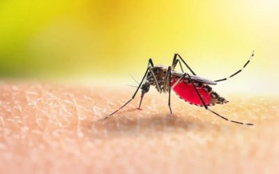 Protection Anti-Moustiques : Solutions Scientifiques pour Échapper aux Piqûres et Sauver vos Soirées d’Été