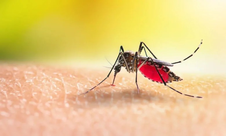 Protection Anti-Moustiques : Solutions Scientifiques pour Échapper aux Piqûres et Sauver vos Soirées d’Été