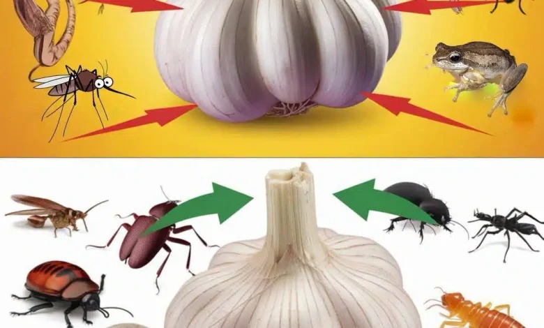 Lutte antiparasitaire naturelle avec de l’ail : une solution simple et sans produits chimiques.